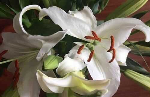 描寫百合花盛開的佳句