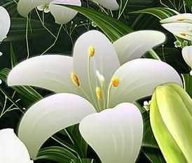 關于美人百合花的詩句有哪些