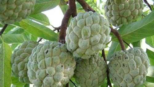 南方十月時蔬，水果有哪些