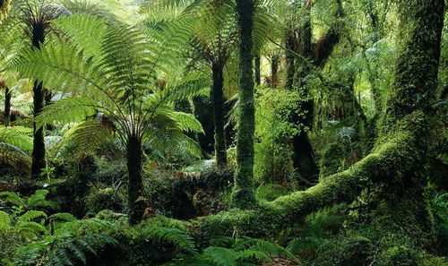 熱帶雨林氣候夏季冬季特點