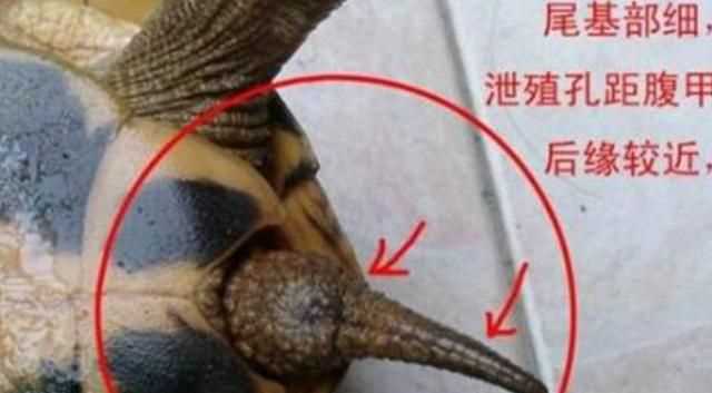 巴西龜怎么分公母，巴西龜怎么分公母？圖1