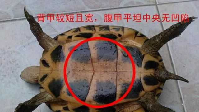 巴西龜怎么分公母，巴西龜怎么分公母？圖2