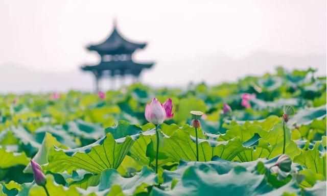 曉出凈慈寺送林子方古詩的意思，曉出凈慈寺送林子方古詩最簡單易懂的意思是什么？圖2