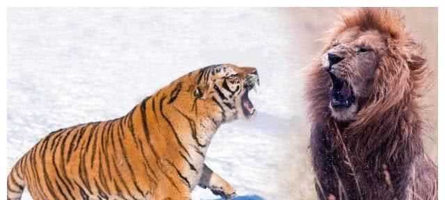 鳳頭虎尾打一字