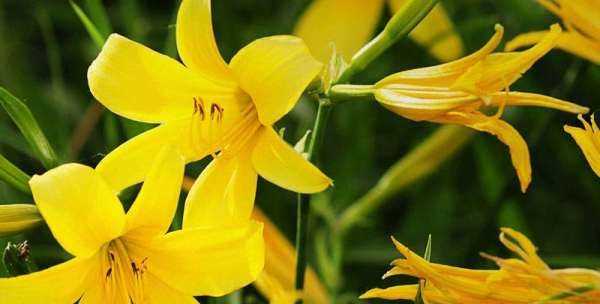 忘憂草是什么意思在愛情里,忘憂草的花語是什么意思圖1