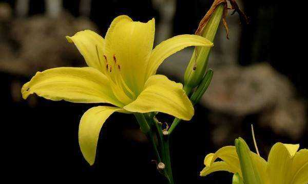 忘憂草是什么意思在愛情里,忘憂草的花語是什么意思圖2