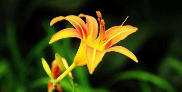 忘憂草是什么意思在愛情里,忘憂草的花語是什么意思圖4