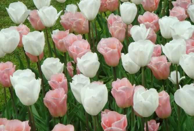 百合花，仙人掌，郁金香，櫻花分別是哪個國家的國花