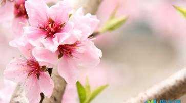 描寫桃花的優(yōu)美段落