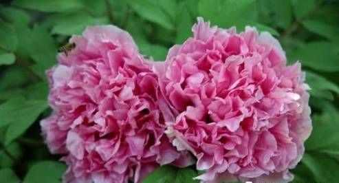 世界各國(guó)的國(guó)花分別是什么