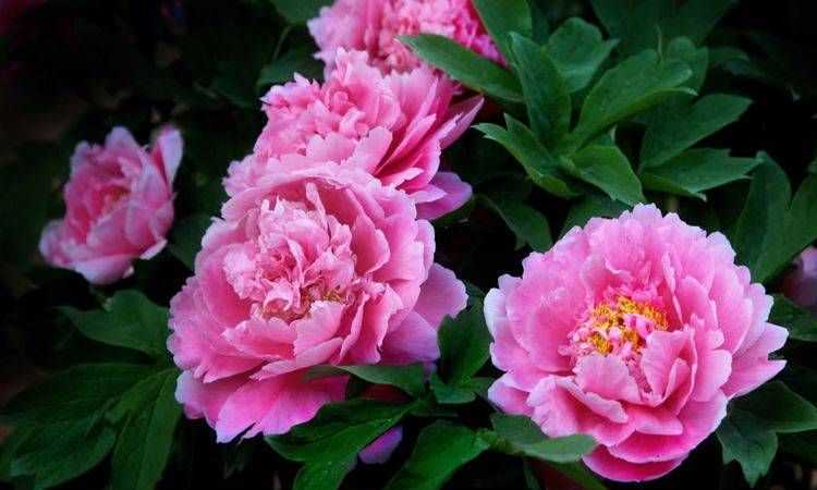 中國(guó)十大名花是什么花?