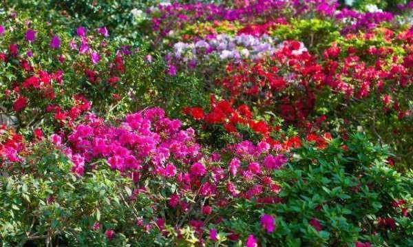 十大國(guó)花的顏色,世界各國(guó)的國(guó)花分別是什么圖4