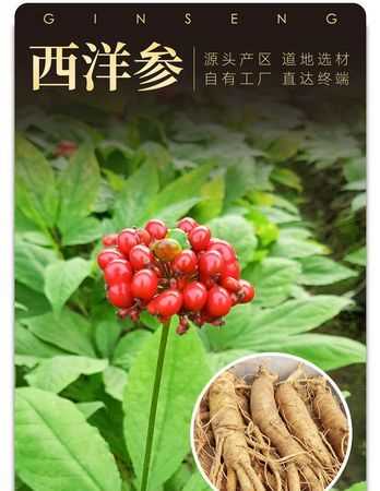 海參花旗參的區(qū)別