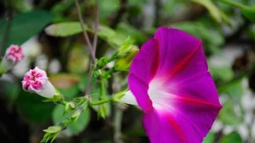 牽?；ǖ幕ㄕZ(yǔ)，他的又名和又名的含義