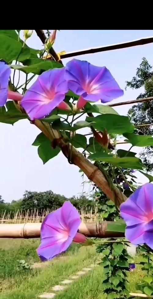 牽?；ǖ幕ㄕZ(yǔ)有哪些