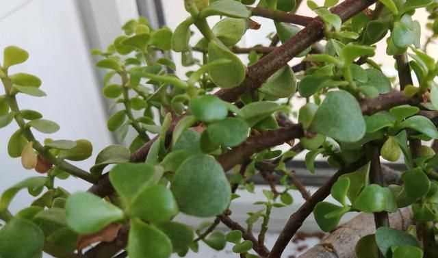 金枝玉葉花的養(yǎng)殖方法和注意事項，金枝玉葉養(yǎng)殖方法與注意事項？圖3