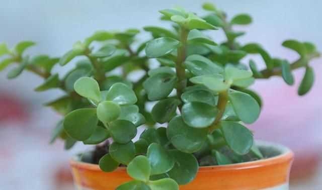 金枝玉葉花的養(yǎng)殖方法和注意事項，金枝玉葉養(yǎng)殖方法與注意事項？圖4