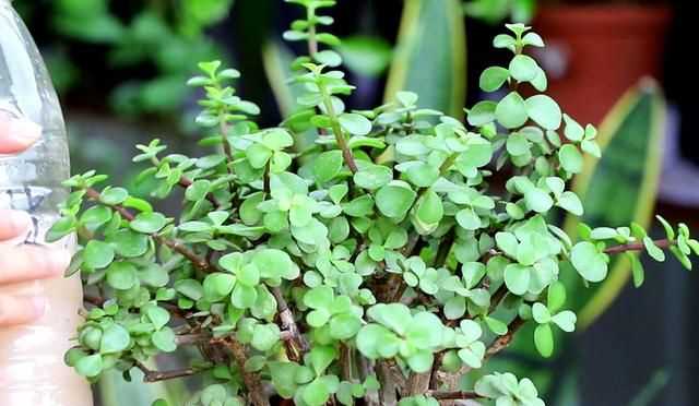 金枝玉葉花的養(yǎng)殖方法和注意事項，金枝玉葉養(yǎng)殖方法與注意事項？圖5