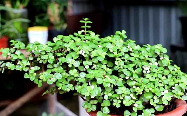 金枝玉葉花的養(yǎng)殖方法和注意事項，金枝玉葉養(yǎng)殖方法與注意事項？圖6