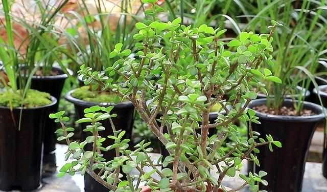 金枝玉葉花的養(yǎng)殖方法和注意事項，金枝玉葉養(yǎng)殖方法與注意事項？圖7