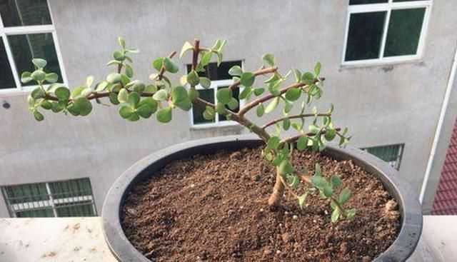 金枝玉葉花的養(yǎng)殖方法和注意事項，金枝玉葉養(yǎng)殖方法與注意事項？圖8