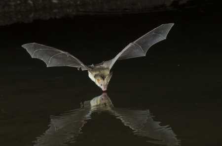 蝙蝠長什么樣,蝙蝠長什么樣圖2