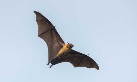 蝙蝠長什么樣,蝙蝠長什么樣圖3