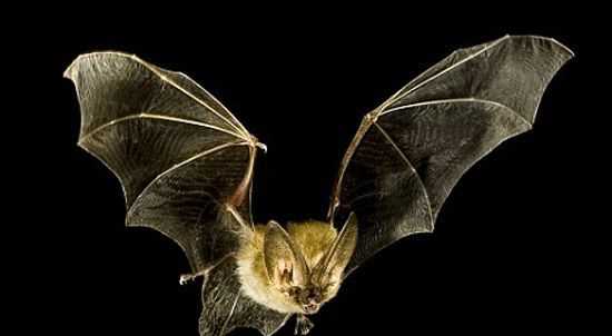 蝙蝠長什么樣,蝙蝠長什么樣圖5