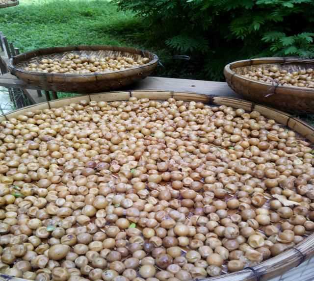 黃皮怎么保鮮，石黃皮怎么保存？圖5