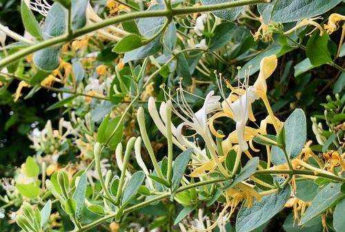 金銀花的用途,金銀花有什么用處和作用圖5