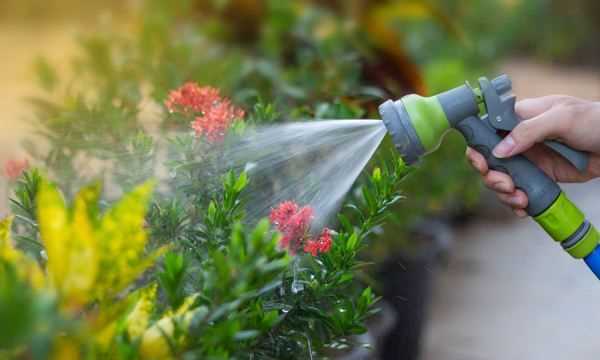 茶水發(fā)酵幾天可以澆花,茶水可以澆花嗎圖1