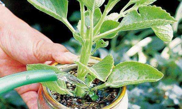 茶水發(fā)酵幾天可以澆花,茶水可以澆花嗎圖4