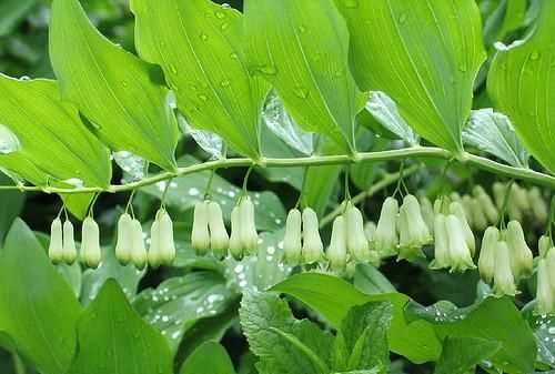 冬筍和玉竹什么區(qū)別