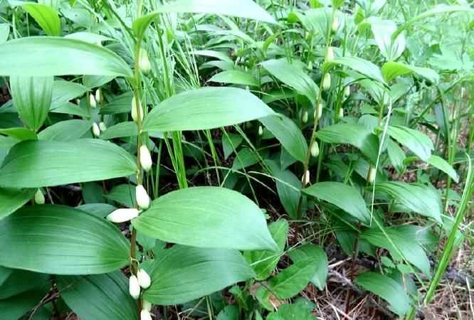 玉竹苗和黃精苗有什么區(qū)別