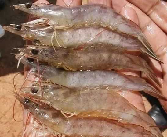 臭魚爛蝦是什么意思?