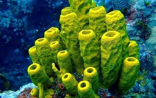 大陸架是海洋中的最富饒的海區(qū)不僅富含海洋什么資源不蘊藏著豐富的什么資源