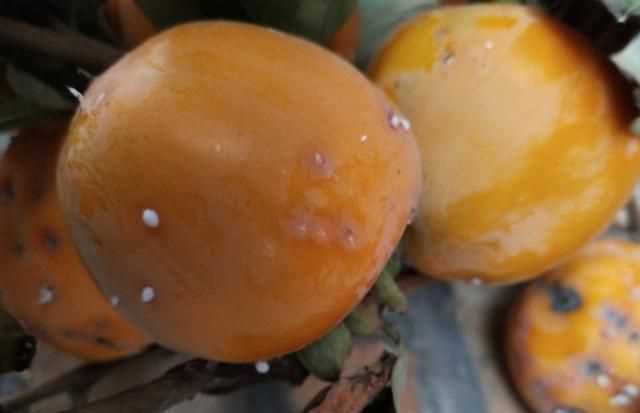 柿子樹(shù)上的蟲(chóng)子叫什么 剌