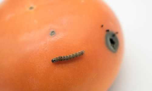 柿子上面長(zhǎng)的白色的蟲(chóng)子是什么蟲(chóng)