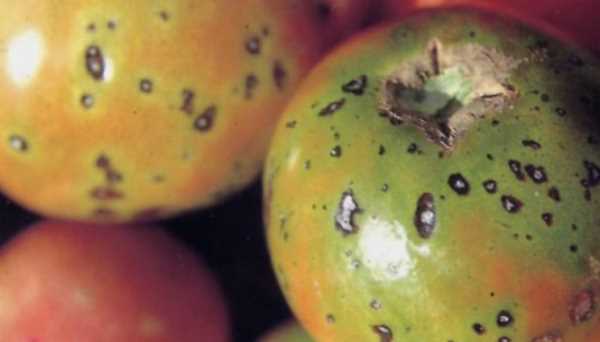 柿子里的蟲(chóng)子是什么蟲(chóng),柿子上的白色蟲(chóng)子是胭脂蟲(chóng)是棉蚧嗎圖5