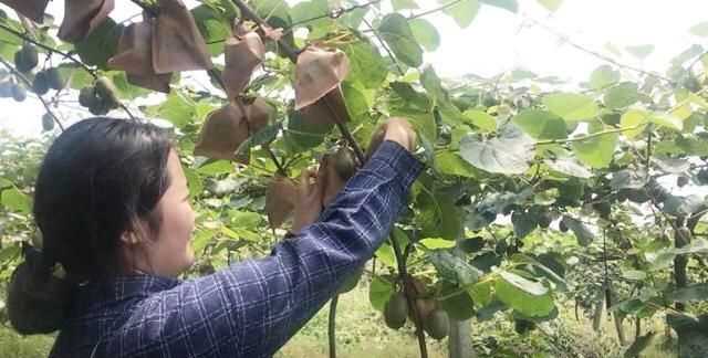 果蠅的危害，果蠅是否屬于生物性危害性異物？圖3