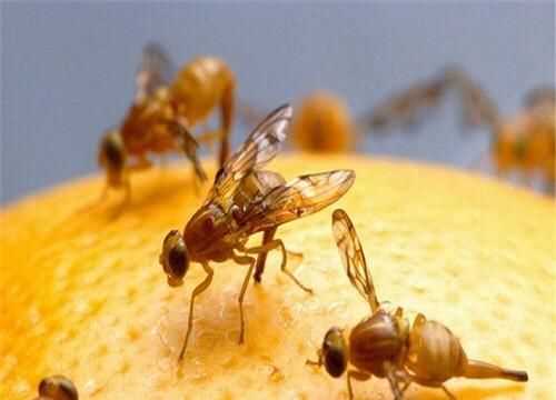 果蠅的危害，果蠅是否屬于生物性危害性異物？圖4