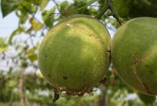 果蠅的危害，果蠅是否屬于生物性危害性異物？圖5