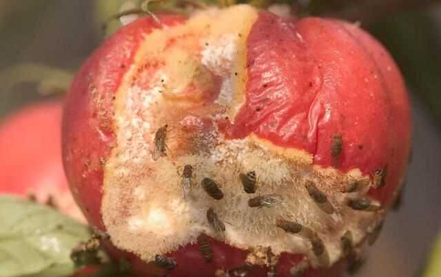 果蠅的危害，果蠅是否屬于生物性危害性異物？圖6