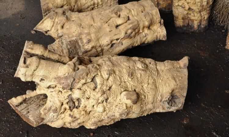 棗木發(fā)白的表皮用什么方法變紅呢視頻