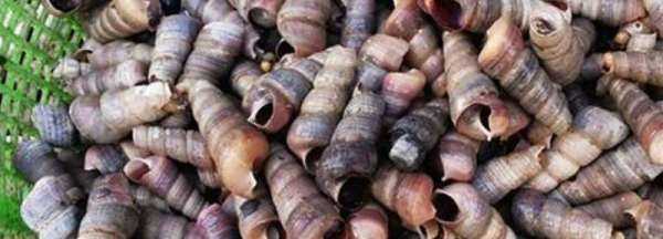 釘螺可以整個吃,釘螺可以整個吃嗎圖1