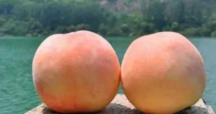 白鳳桃是水蜜桃,白鳳水蜜桃和陽山水蜜桃區(qū)別圖3