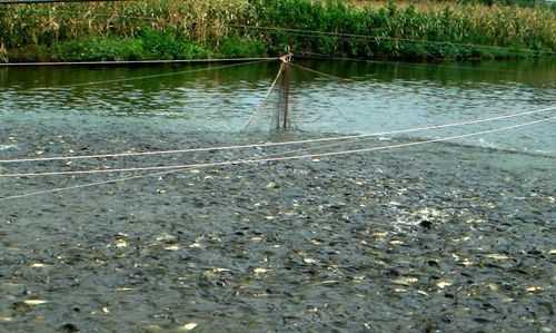 魚(yú)塘水面有一層鐵銹水怎么辦,魚(yú)塘里有銹水怎么處理視頻圖4