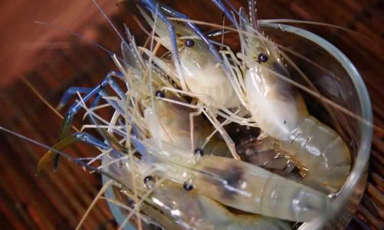 白灼羅氏蝦要煮幾分鐘