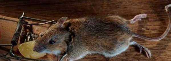 老鼠的尾巴長還是短,老鼠的尾巴是長還是短,馬的尾巴圖1