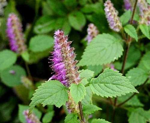 香薷是什么藥能治什么病,下面哪種生藥不具備辛溫解表的作用圖1